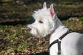 Beautiful West Highland White Terrier dog close up Royalty Free Stock Photo