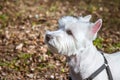 Beautiful West Highland White Terrier dog close up Royalty Free Stock Photo