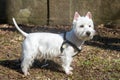 Beautiful West Highland White Terrier dog close up Royalty Free Stock Photo