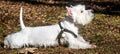 Beautiful West Highland White Terrier dog close up Royalty Free Stock Photo