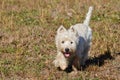 Beautiful West Highland White Terrier Dog Enjoying A Race Through Rebedul Meadows In Lugo. Animals Landscapes Nature Royalty Free Stock Photo