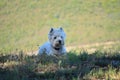 Beautiful West Highland White Terrier Dog Lying On Rebedul Meadows In Lugo. Animals Landscapes Nature. Royalty Free Stock Photo