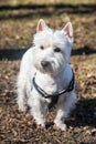 Beautiful West Highland White Terrier dog portrait Royalty Free Stock Photo