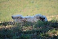 Beautiful West Highland White Terrier Dog Rotating In Rebedul Meadows In Lugo. Animals Landscapes Nature. Royalty Free Stock Photo