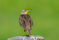 Western Meadowlark Royalty Free Stock Photo