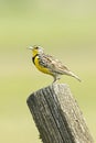 Western meadowlark on a fence post Royalty Free Stock Photo