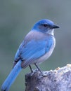 Beautiful Western Scrub-Jay poses on tree stump for closeup portrait Royalty Free Stock Photo