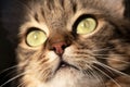 Beautiful wet cat nose Royalty Free Stock Photo