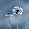 Beautiful wet dandelion morning in grass with dew. Blurred natural green background. Royalty Free Stock Photo