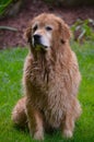 Beautiful wet dog in summerin NH