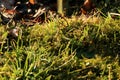 A beautiful wet grass with leaves and shining Royalty Free Stock Photo