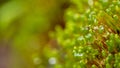 Beautiful Wet green moss with water drops on the wall, Beautiful background of moss for wallpaper. Royalty Free Stock Photo