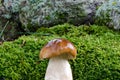 Beautiful penny bun boletus edulis cep mushroom