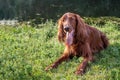 Beautiful wet red dog Russian Greyhound Borzoi with open mouth and big pink tongue lies with a green ball on grass in a park in Royalty Free Stock Photo