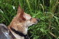 A beautiful wet red dog sits in the green grass and looks away Royalty Free Stock Photo