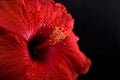 Beautiful Wet Red Hibiscus Close-up on Dark Background