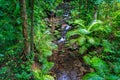 Beautiful wet tropics forest in Mossman Gorge UNESCO heritage site, Queensland, Australia Royalty Free Stock Photo