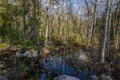 Beautiful wetland nature landscape. Trees reflection on water. Royalty Free Stock Photo