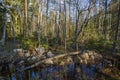 Beautiful wetland nature landscape. Trees reflection on water. Royalty Free Stock Photo