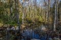 Beautiful wetland nature landscape. Trees reflection on water. Royalty Free Stock Photo