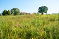 Beautiful wetland with variety of wildflowers, nature reserve Schlehdorf, view to the cloister Royalty Free Stock Photo