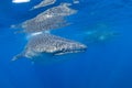 A beautiful whale shark swimming in the warm waters off of Cancun, Mexico