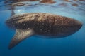 A beautiful whale shark swimming in the warm waters off of Cancun, Mexico