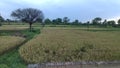 Beautiful wheat crop field in village of potha punjab pakistan Royalty Free Stock Photo