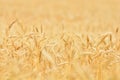 Wheat Field Background Wallpaper