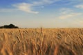 Beautiful wheat field