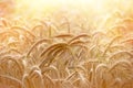 Beautiful wheat field illuminated by sunlight Royalty Free Stock Photo