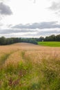 Beautiful wheat field landscape with tractor traces Royalty Free Stock Photo