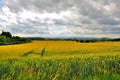 Beautiful wheat field near Schloss Fasanarie in Fulda, Hessen, Germany