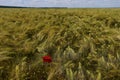 Beautiful wheat field and red wild poppies in spring season. Royalty Free Stock Photo