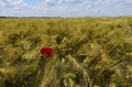 Beautiful wheat field and red wild poppies in spring season. Royalty Free Stock Photo
