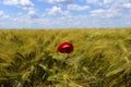 Beautiful wheat field and red wild poppies in spring season. Royalty Free Stock Photo