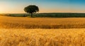 beautiful wheat field WITH THE SUN IN THE BACKGROUND Royalty Free Stock Photo