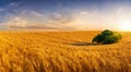 beautiful wheat field WITH THE SUN BACKGROUND in high resolution Royalty Free Stock Photo