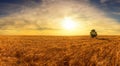 beautiful wheat field WITH THE SUN IN THE BACKGROUND in high resolution and sharpness Royalty Free Stock Photo