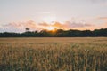 Beautiful wheat field with the sun setting behind the green trees in the background Royalty Free Stock Photo