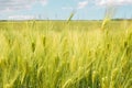 Beautiful wheat field and sunrise on a blue sky. Golden wheat field with blue sky in background. Beautifully landscape Royalty Free Stock Photo