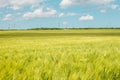 Beautiful wheat field and sunrise on a blue sky. Golden wheat field with blue sky in background. Beautifully landscape Royalty Free Stock Photo