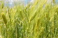 Beautiful wheat field and sunrise on a blue sky. Golden wheat field with blue sky in background. Beautifully landscape Royalty Free Stock Photo