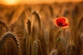 beautiful wheat field in sunset and a poppie, AI Generative Royalty Free Stock Photo