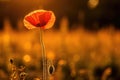 beautiful wheat field in sunset and a poppie, AI Generative Royalty Free Stock Photo