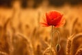 beautiful wheat field in sunset and a poppie, AI Generative Royalty Free Stock Photo