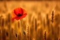 beautiful wheat field in sunset and a poppie, AI Generative Royalty Free Stock Photo