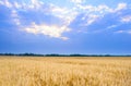 Beautiful Wheat Field under Blue Sky with Dramatic Sunset Clouds Royalty Free Stock Photo