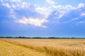 Beautiful Wheat Field under Blue Sky with Dramatic Sunset Clouds Royalty Free Stock Photo