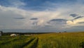 Beautiful wheat meadow